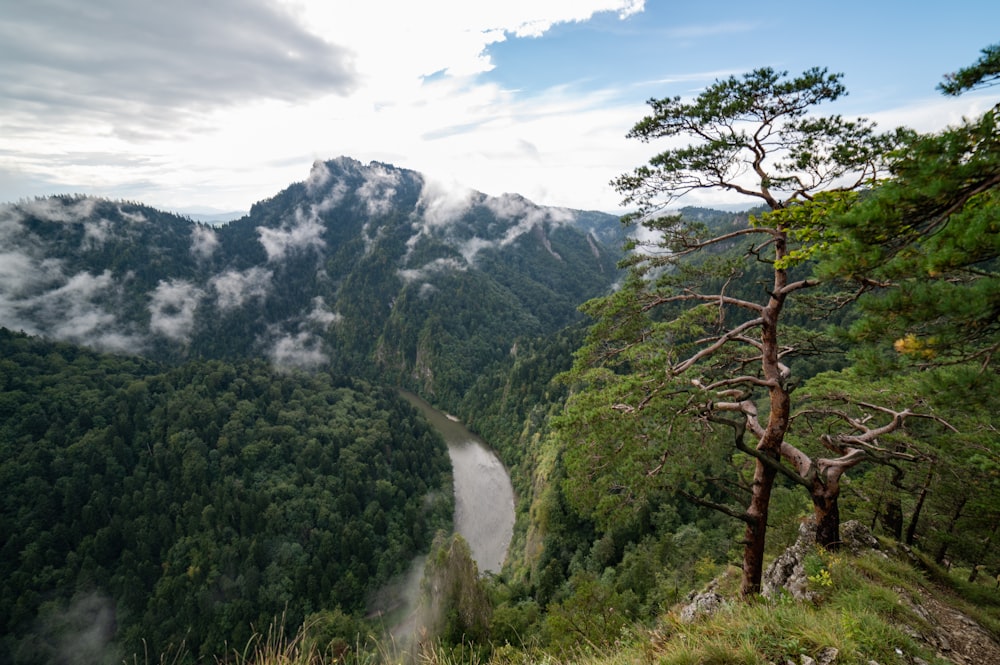 green trees on mountain under white clouds during daytime