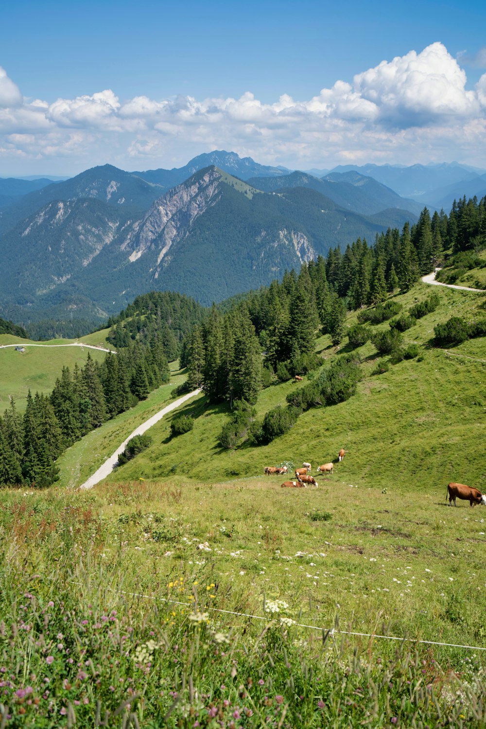 green trees on green grass field near mountain during daytime