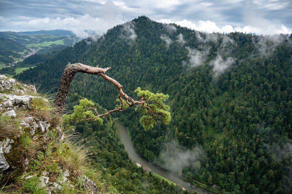 green trees on mountain under white clouds during daytime