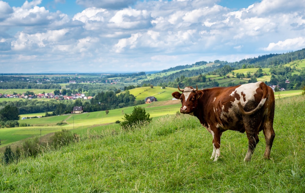 Vaca marrón y blanca en un campo de hierba verde durante el día