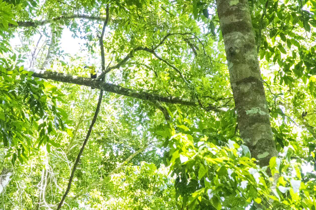 Looking up into a sunlit forest canopy of tall trunks and bright green leaves, with a small toucan on a high branch.
