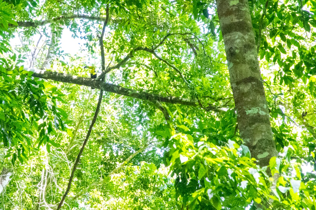 Forest photo spot Caracol Natural Monument Reservation Belize