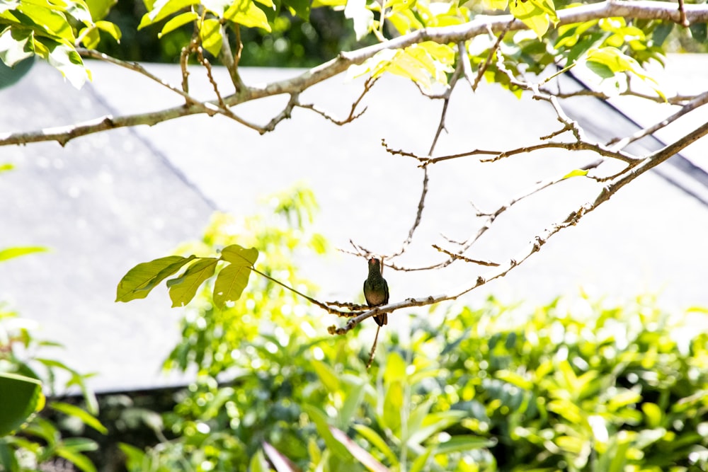 日中の木の枝にとまる茶色の鳥