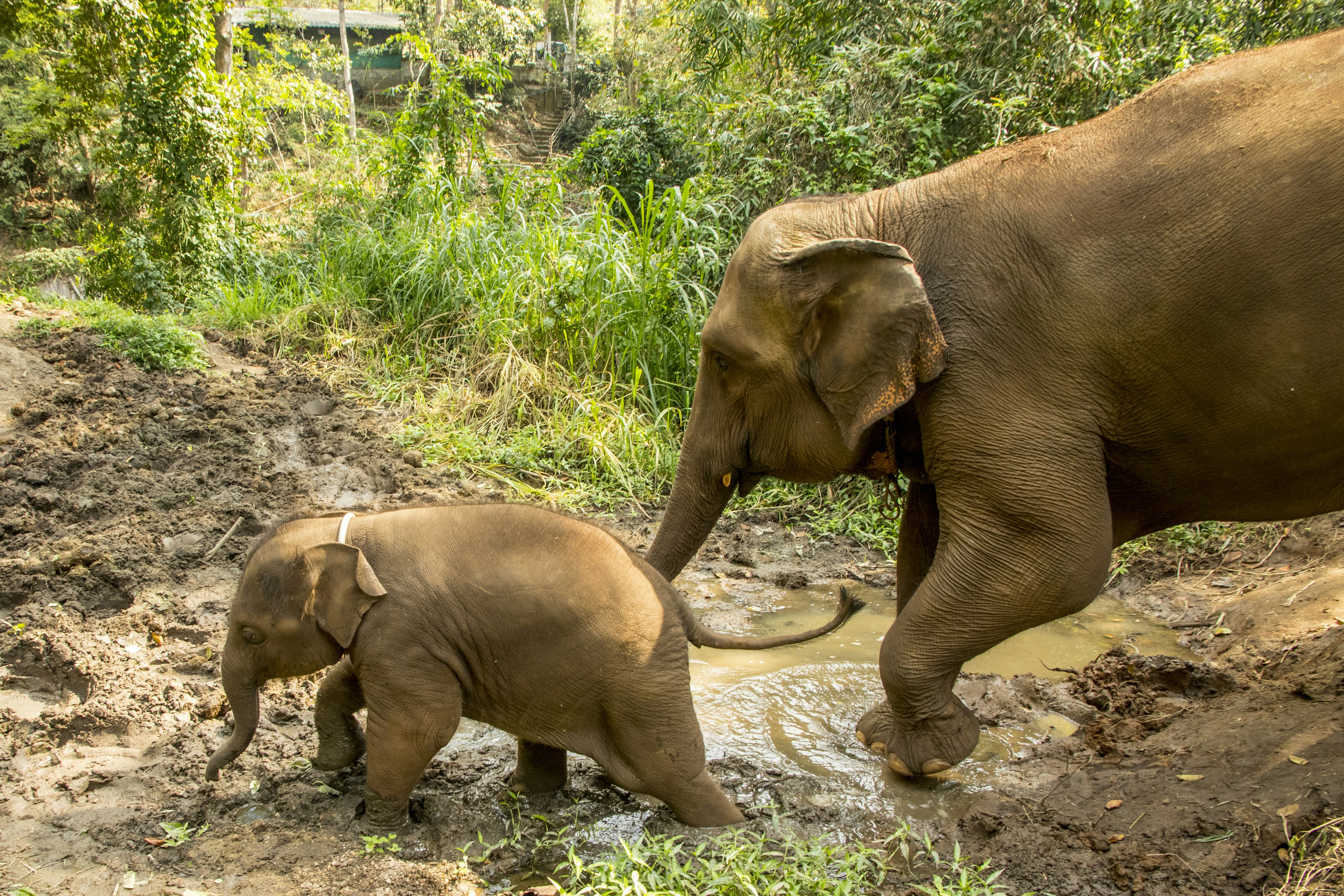 brown elephant walking on river during daytime, Elephant Walk - Thailand