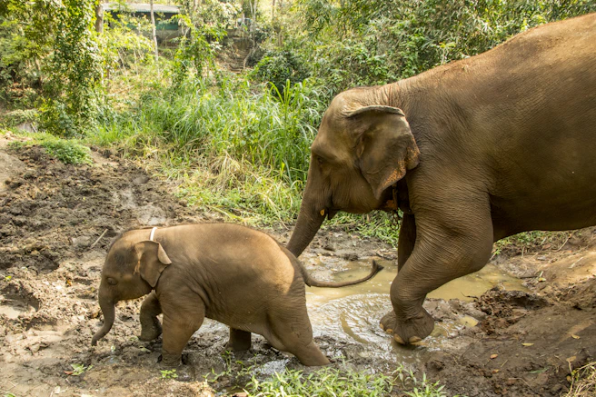 Voyager en famille en Thaïlande