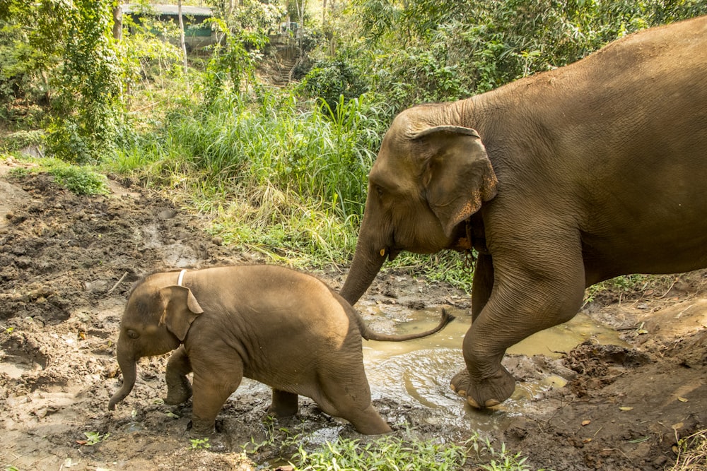 Elefante marrón caminando en el río durante el día