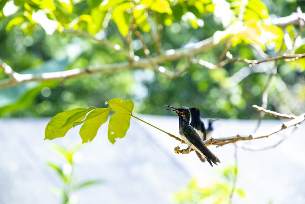 black bird on green tree branch during daytime