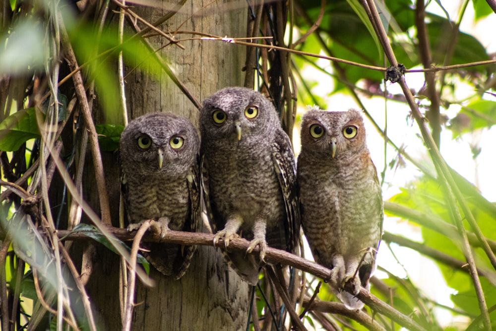 owl perched on tree branch