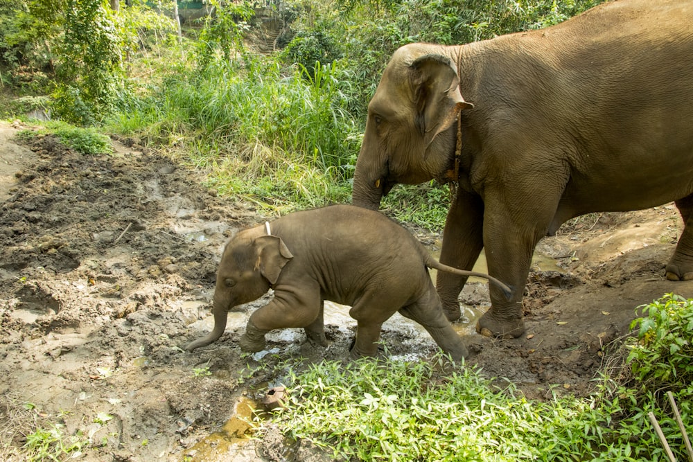 2 brown elephants walking on green grass during daytime