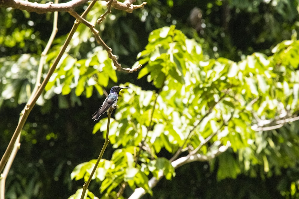 black bird on tree branch during daytime