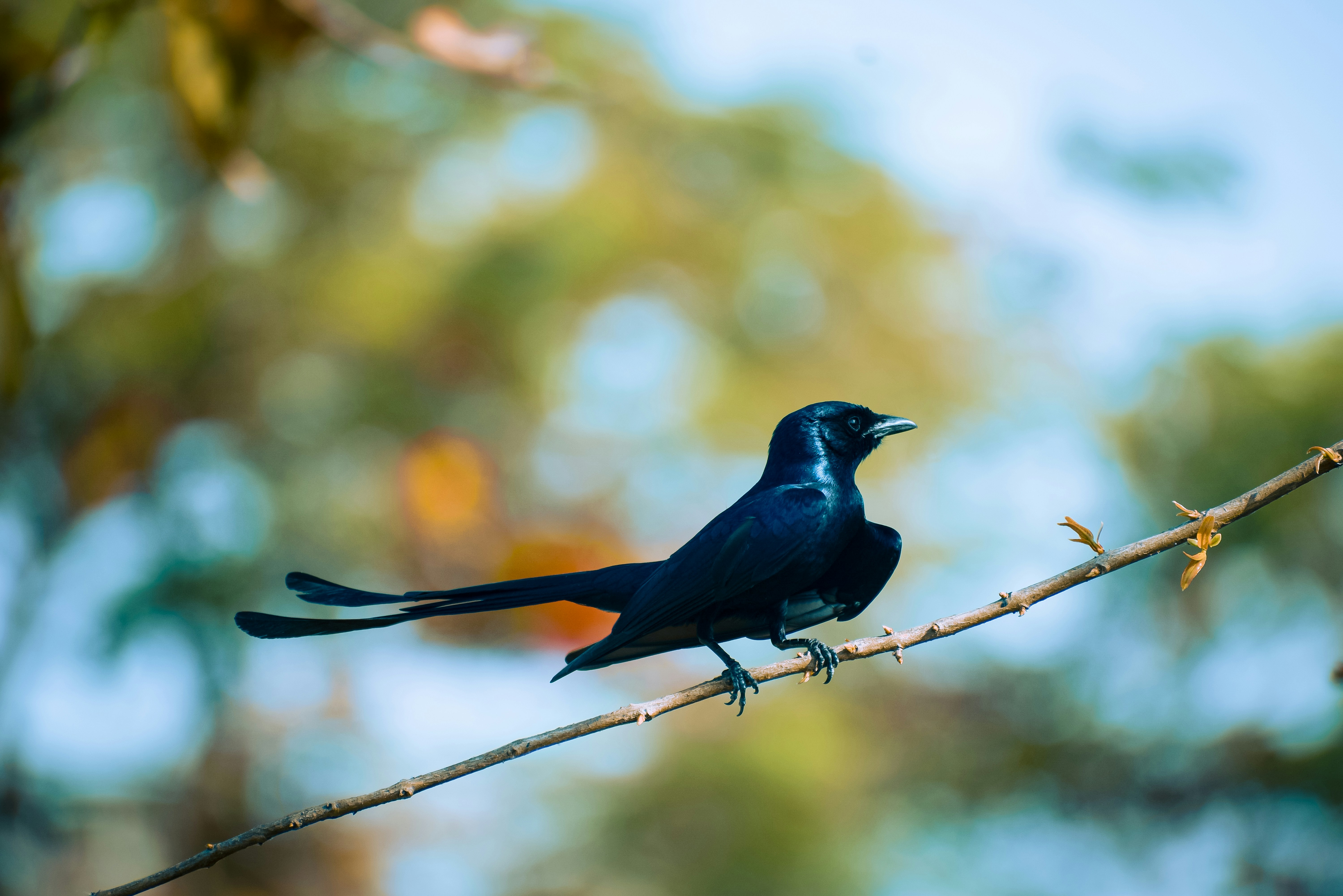 Photo by prateekjaiswal