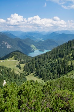 green trees on mountain during daytime