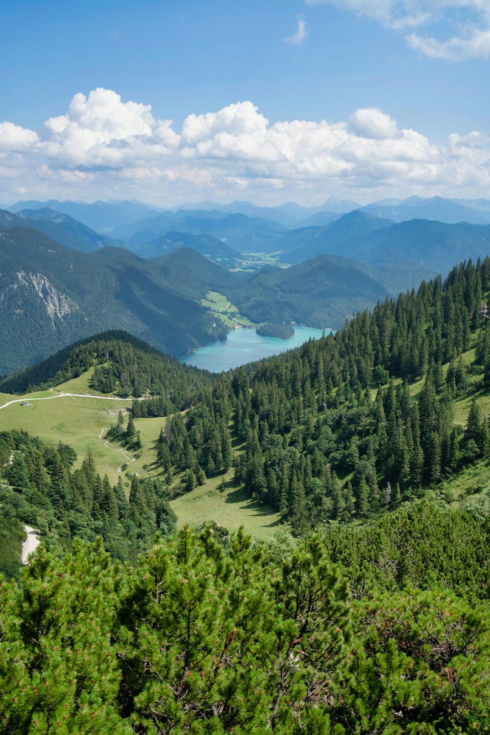 green trees on mountain during daytime