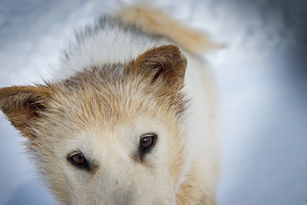 white and brown long coated dog on snow covered ground during daytime