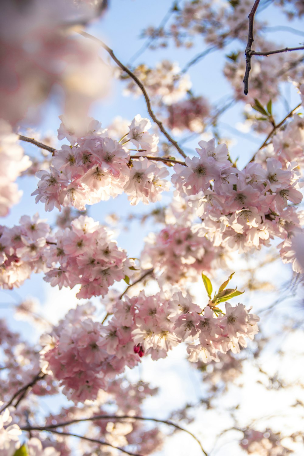 pink and white cherry blossom