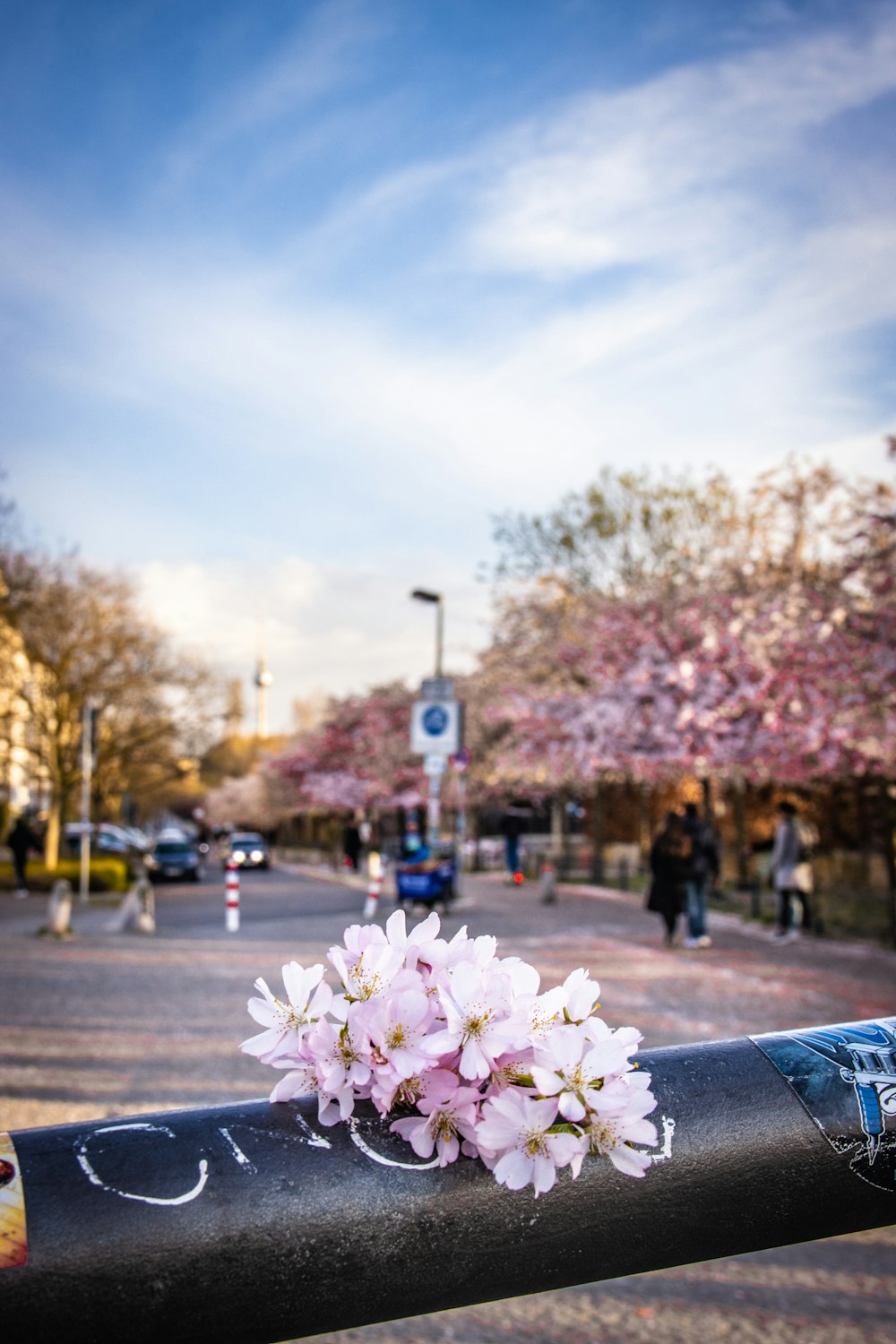 pink and white flower on gray concrete floor during daytime