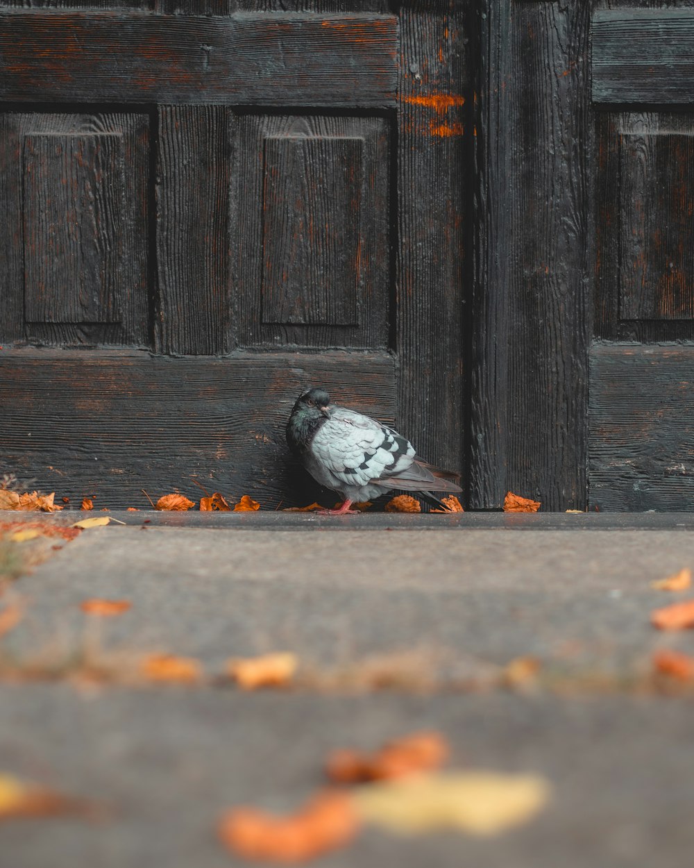 pássaro branco e preto no chão de concreto cinzento