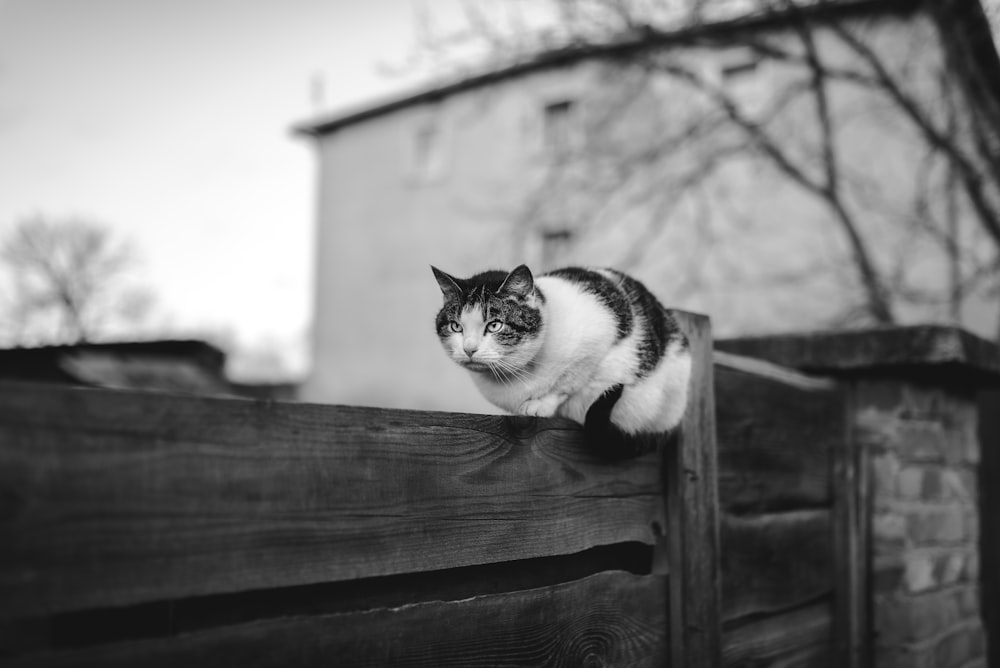 Foto in scala di grigi del gatto sulla staccionata di legno