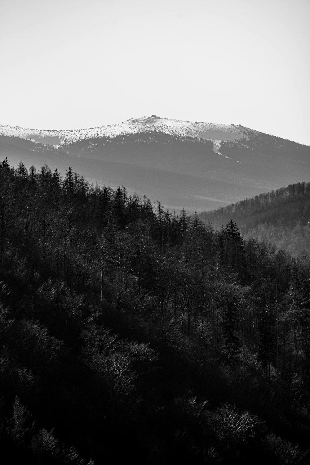 green pine trees near snow covered mountain during daytime