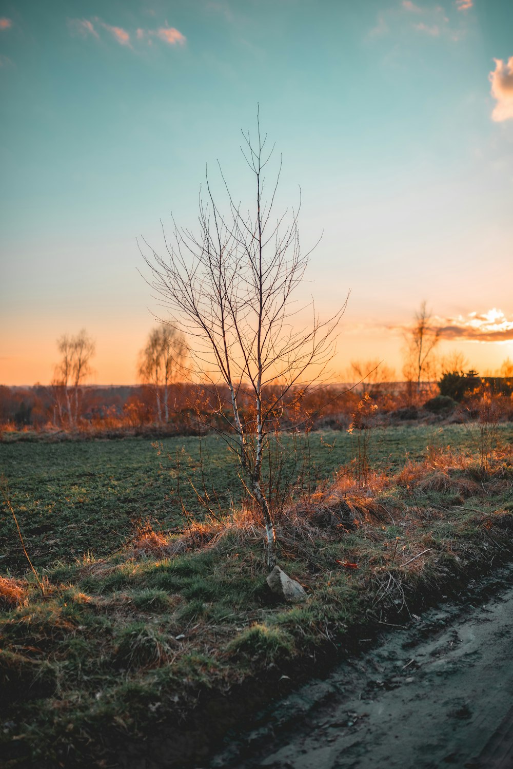 leafless tree on green grass field during sunset