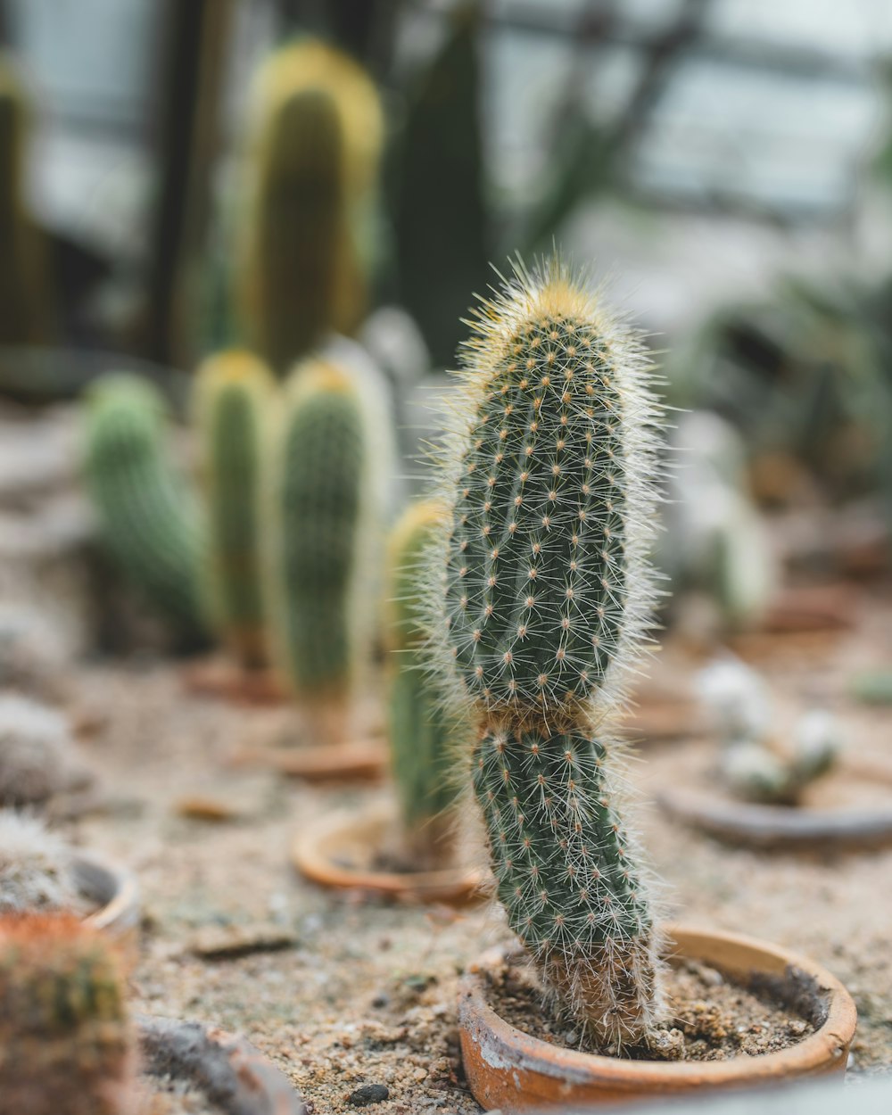 Planta de cactus verde en suelo marrón