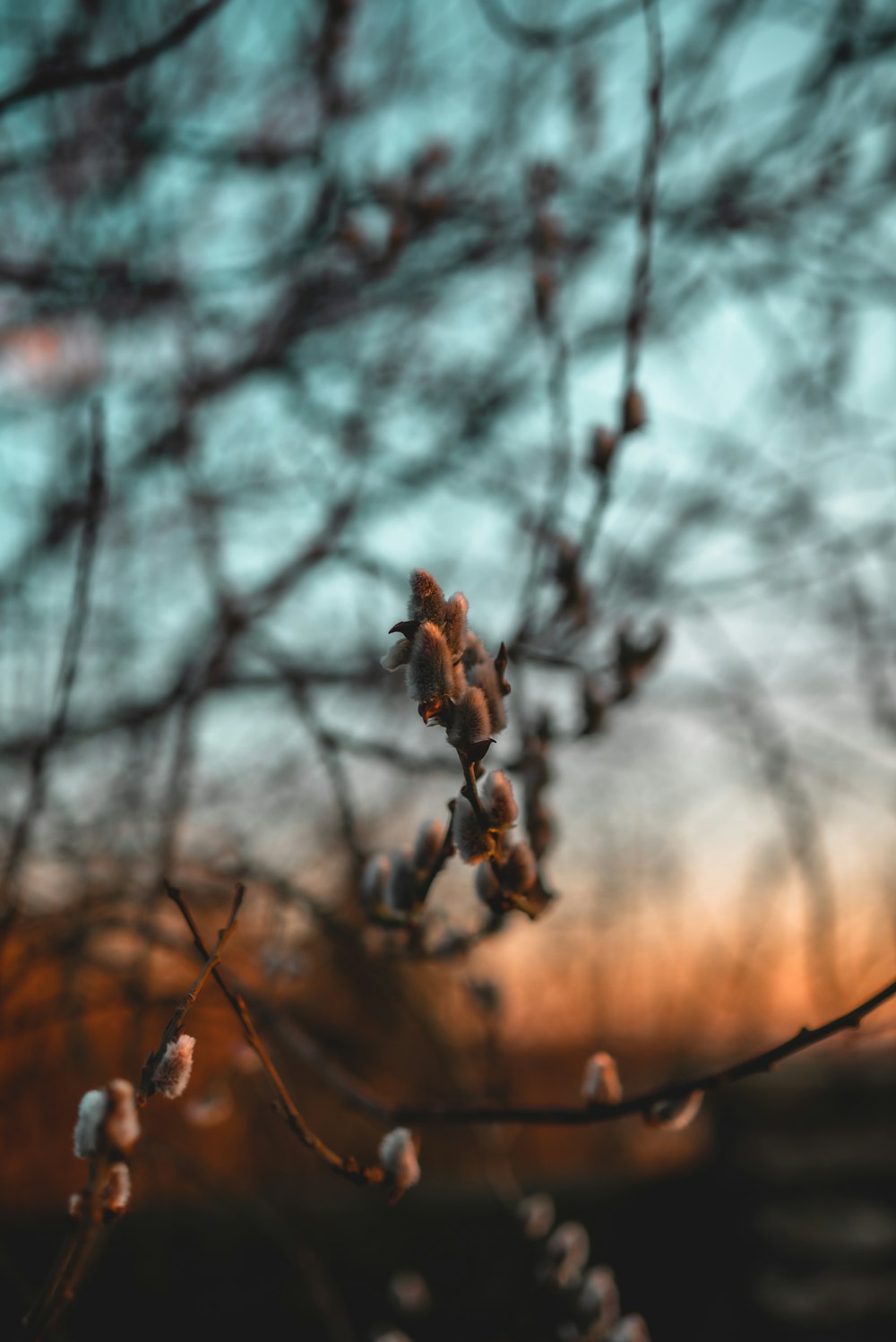 brown plant in tilt shift lens