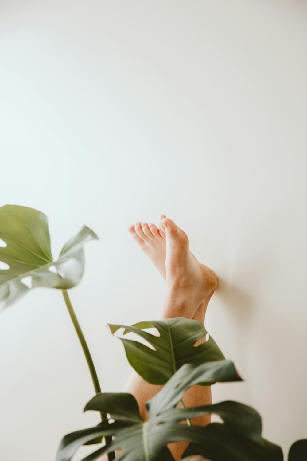 persons left hand on green leaves