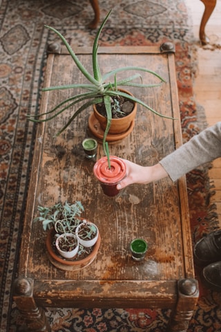 person holding green plant on brown clay pot