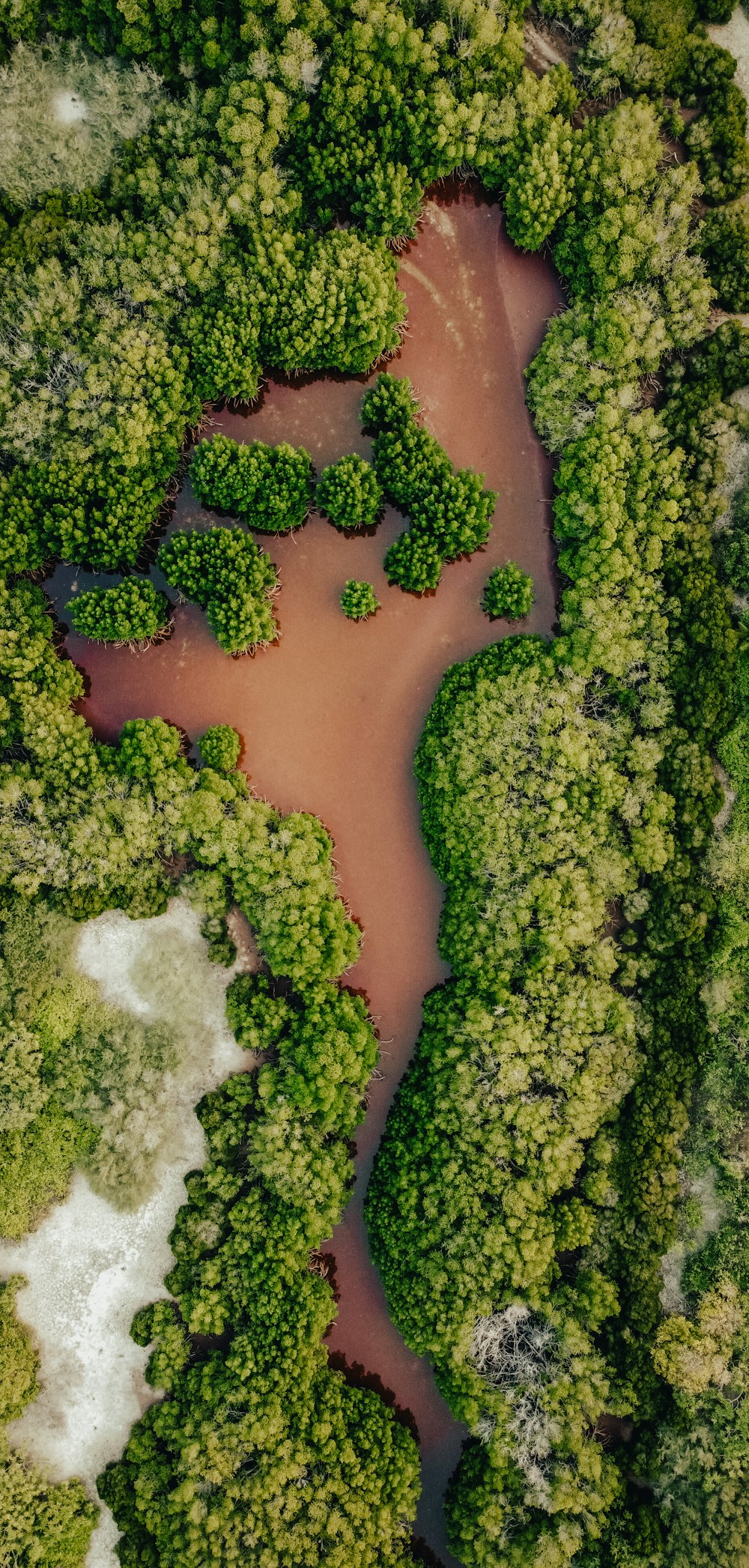 green trees on brown soil