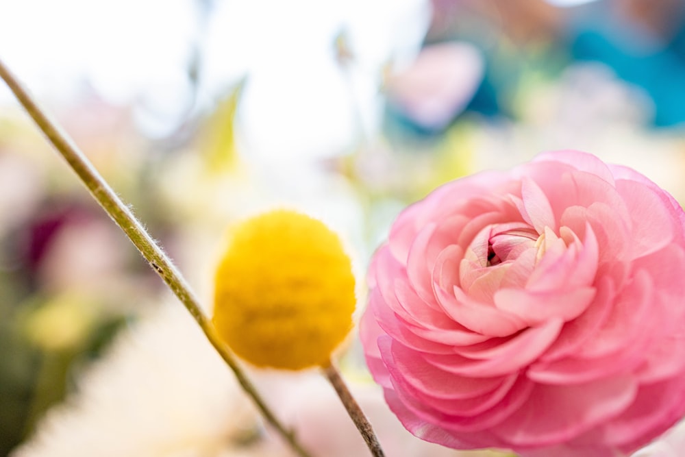 pink rose in bloom during daytime