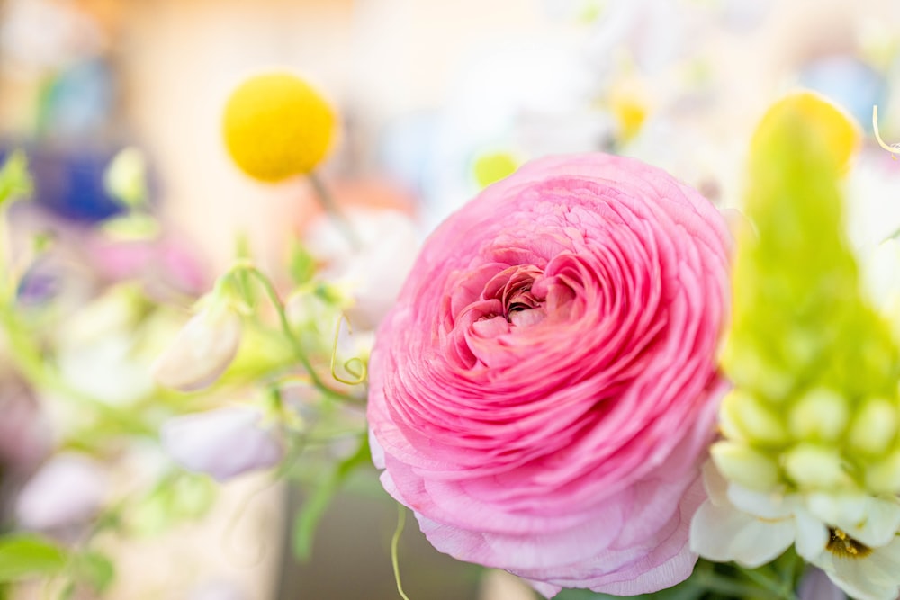 pink rose in bloom during daytime