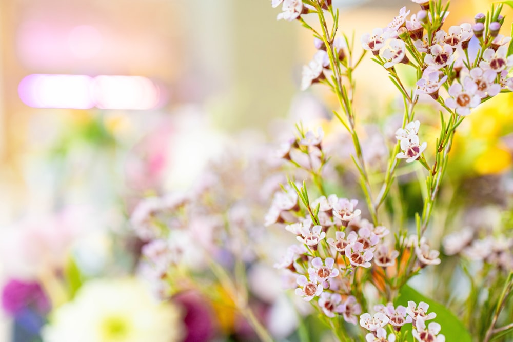 white flowers in tilt shift lens