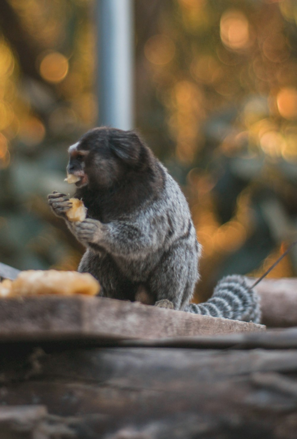 black and gray monkey on brown wooden table during daytime