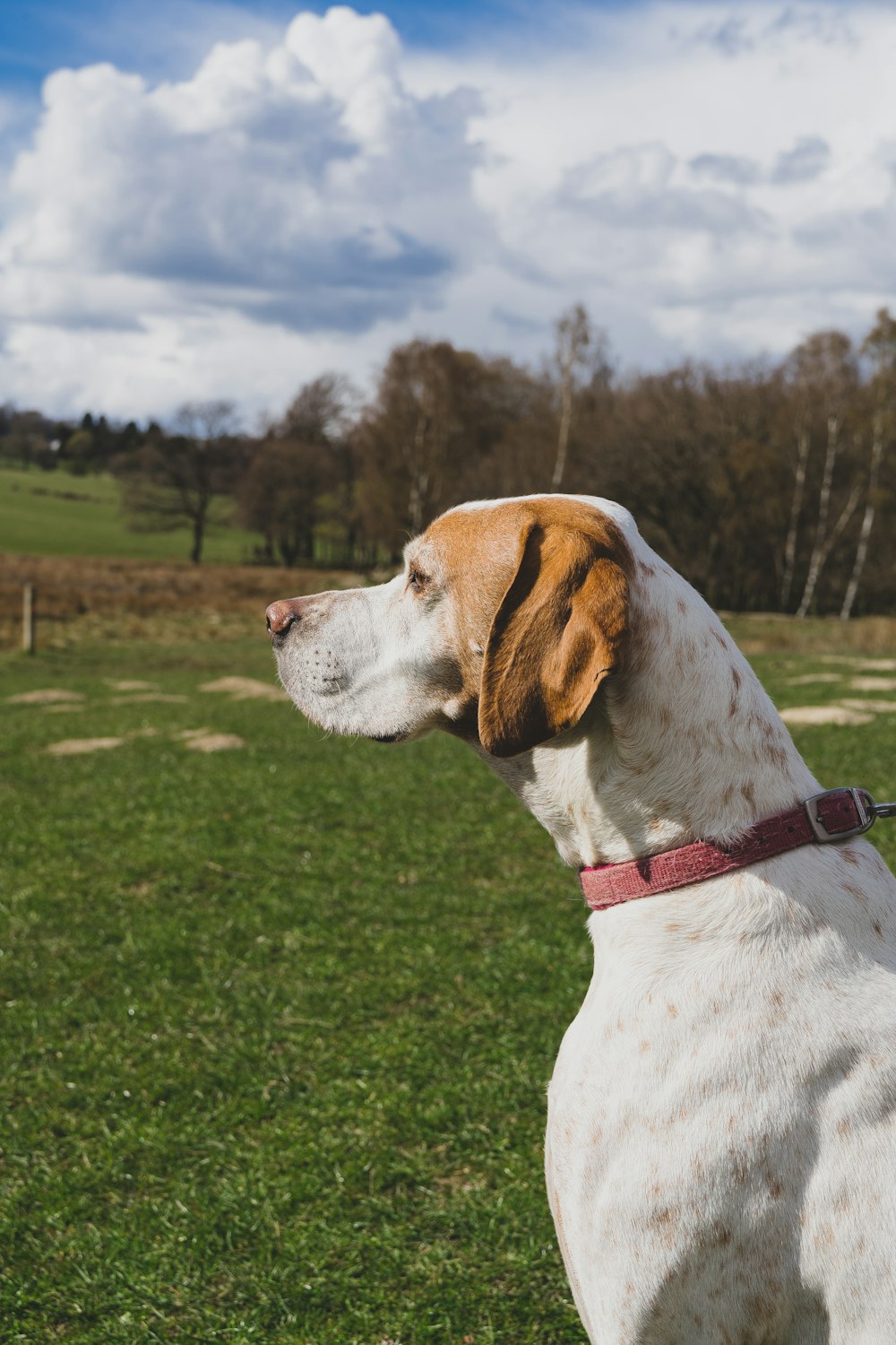 weißer und brauner kurzhaariger Hund tagsüber auf grünem Grasfeld