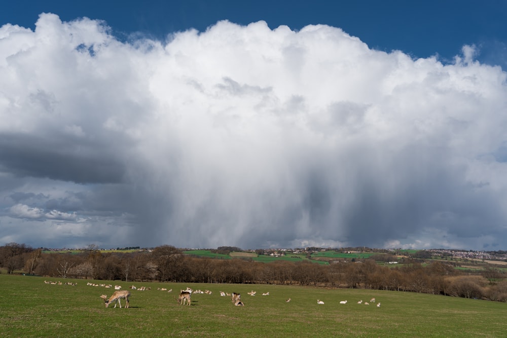 green grass field under white clouds during daytime