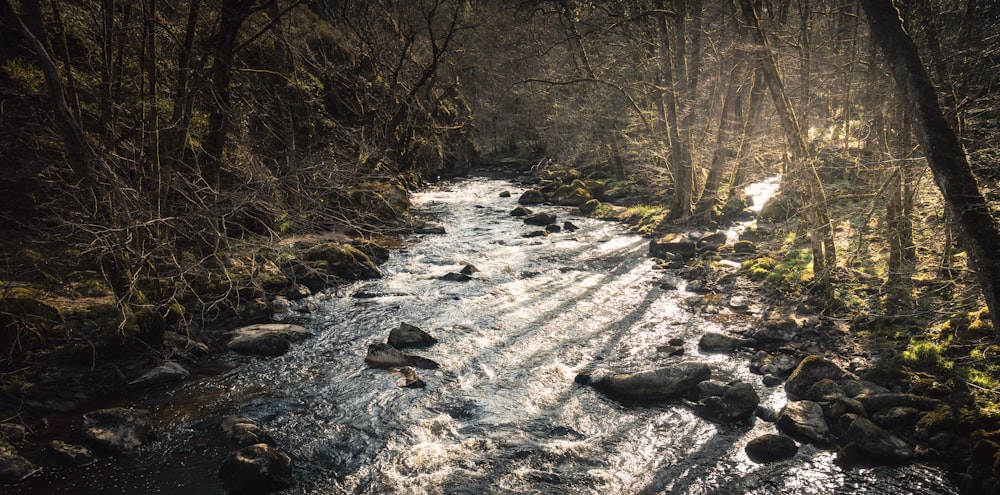 river in the middle of trees