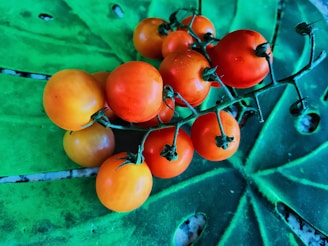 Juicy, ripe tomatoes clustered on the vine, showcasing their rich red hues.
