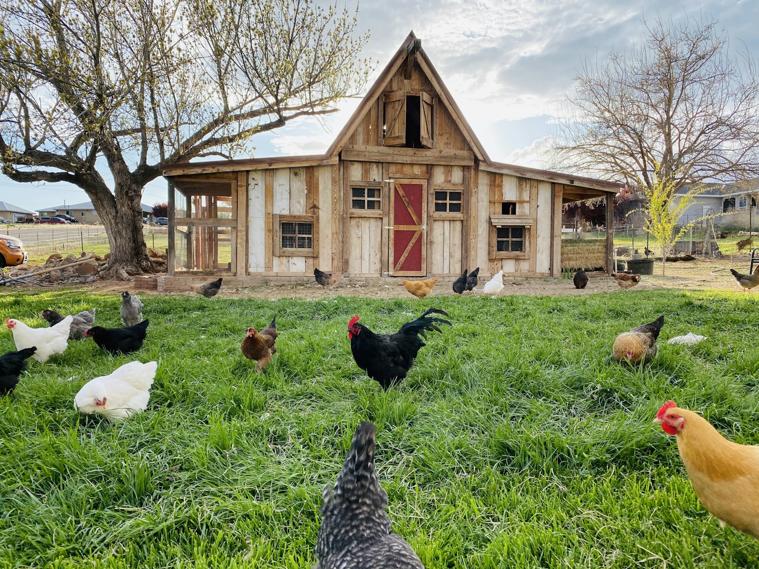 Chickens gathering in green grass in front of a small wooden barn.