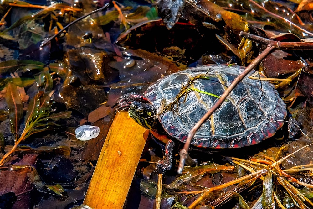 brown and black turtle on water