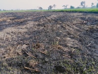 A charred field stretches across the foreground with patches of ash and sparse green grass emerging from the burnt soil. The background features a faintly blurred landscape of trees and a brighter sky, indicating a rural setting.