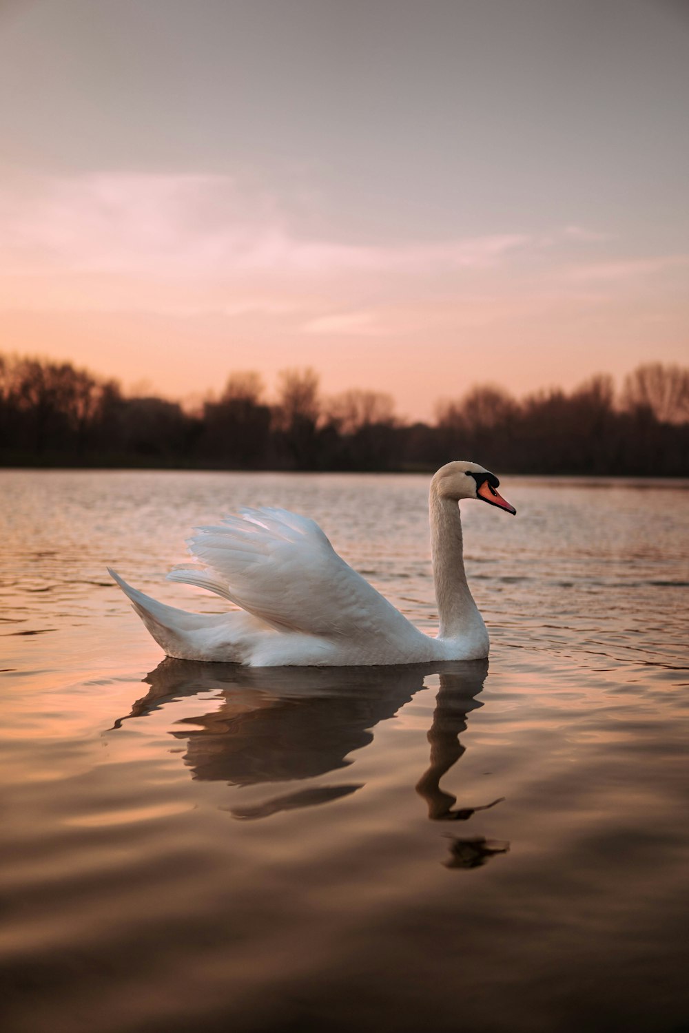 white swan on water during daytime