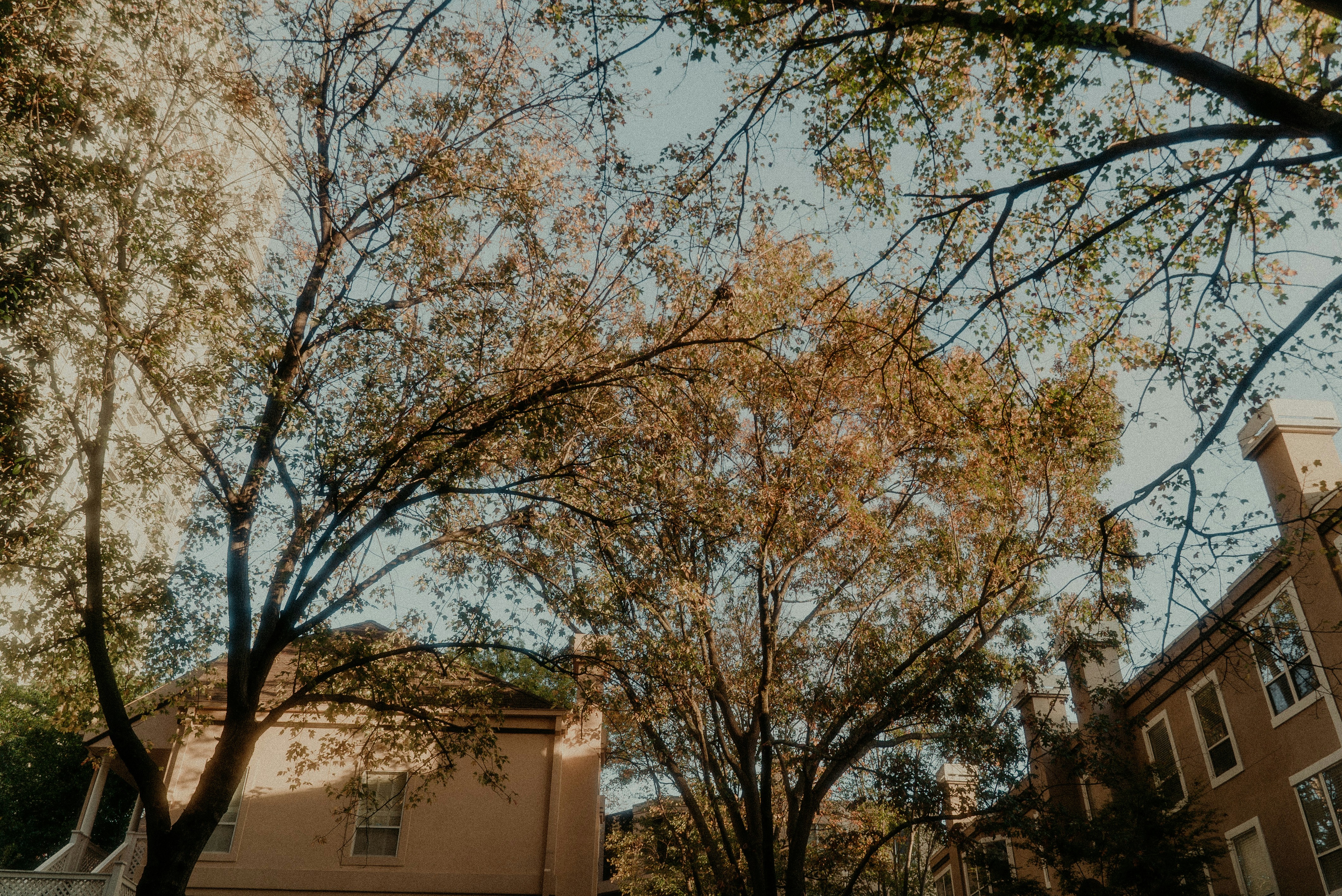 brown tree near brown concrete building
