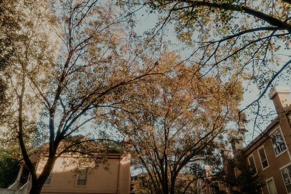 brown tree near brown concrete building