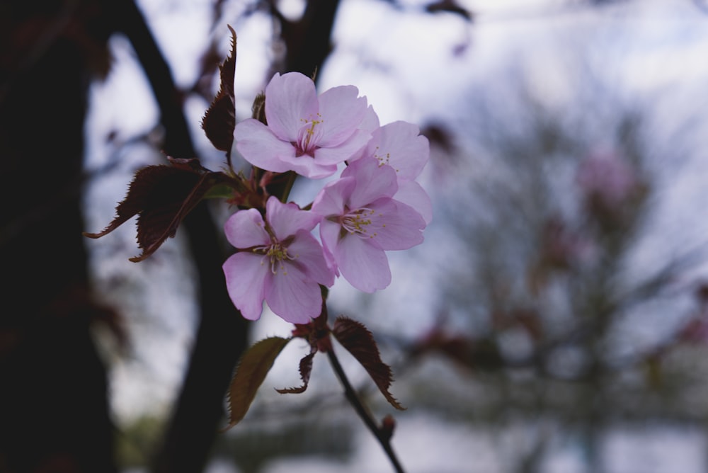 pink cherry blossom in close up photography