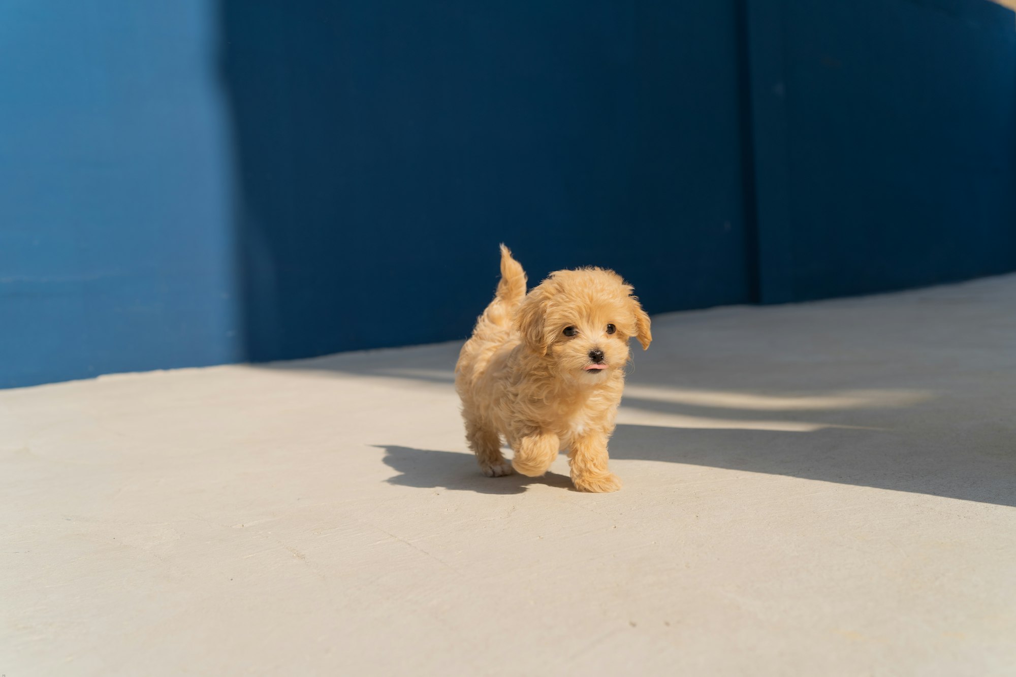 brown long coated small dog