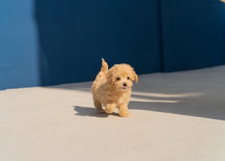 brown long coated small dog