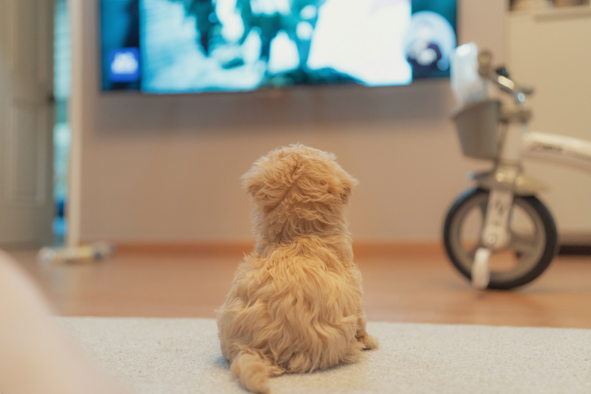 A puppy watching TV.