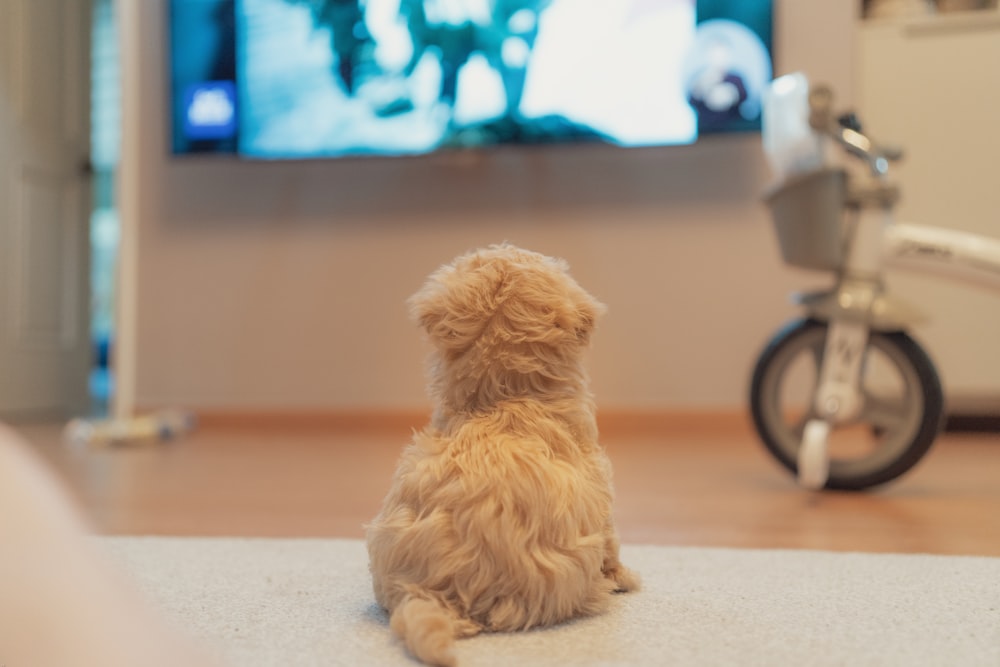 white long coated small dog on floor