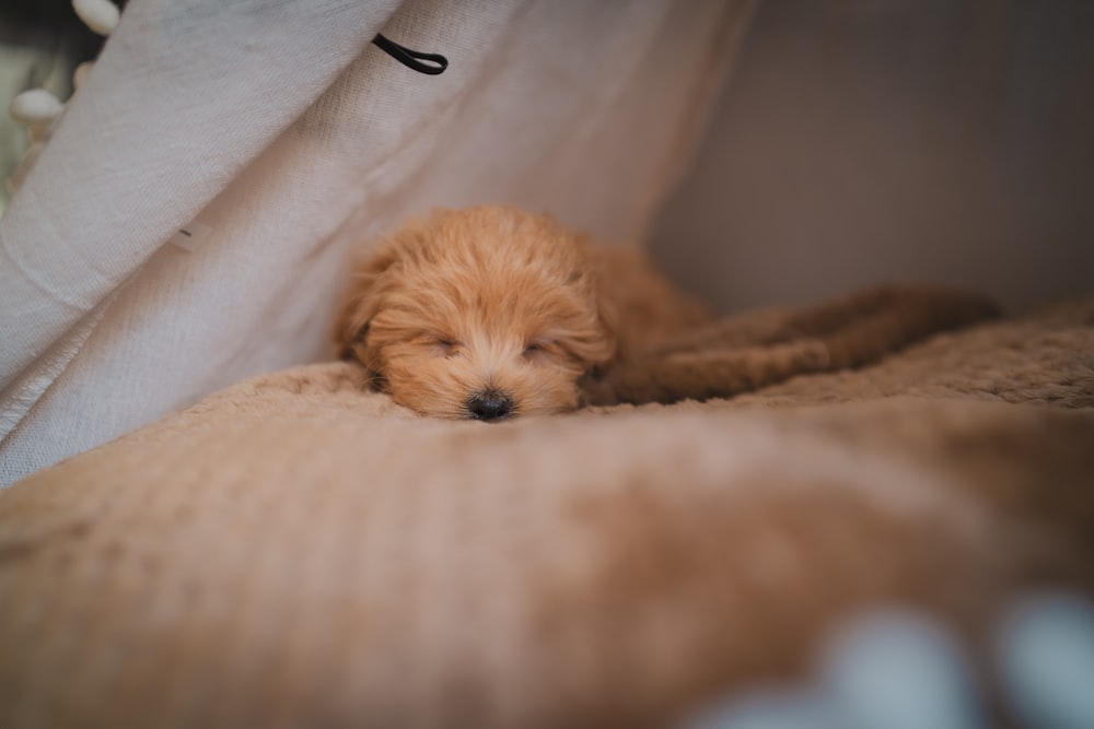 brown long coated small dog lying on white textile