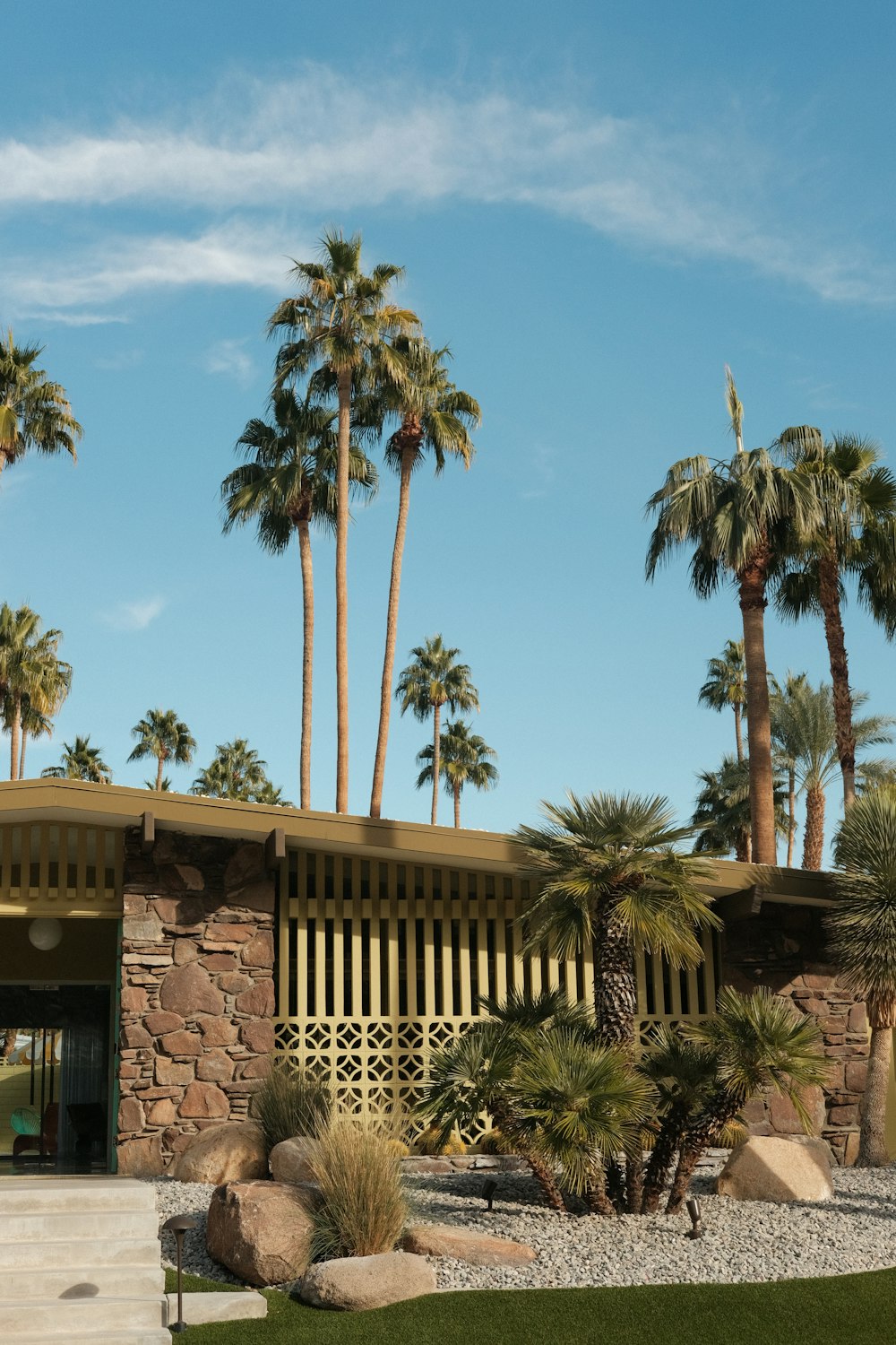 palm tree near brown wooden fence